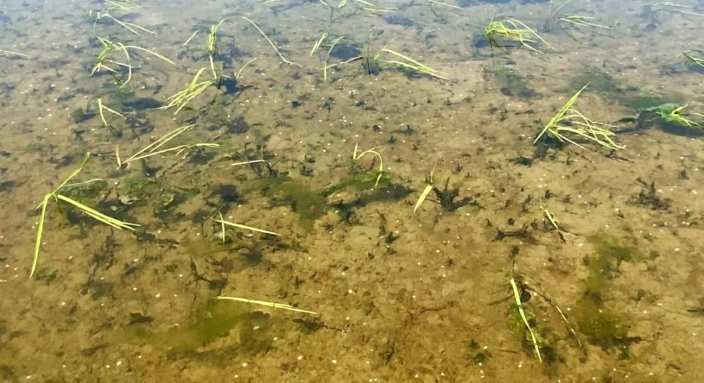 ドローン粒剤散布