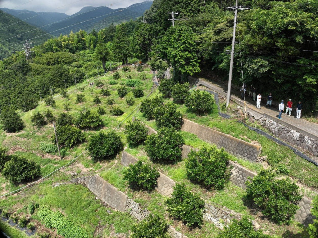 カンキツ圃場ドローン農薬散布_02