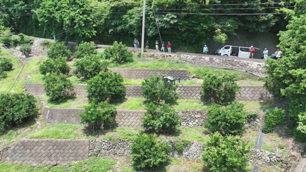 カンキツ圃場ドローン農薬散布_10