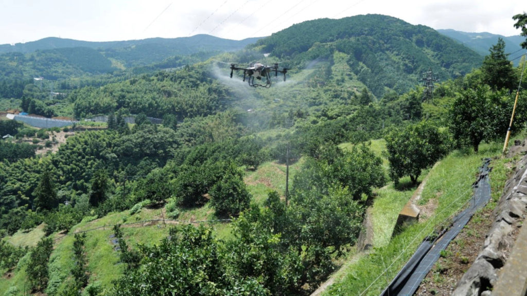 カンキツ圃場ドローン農薬散布_11