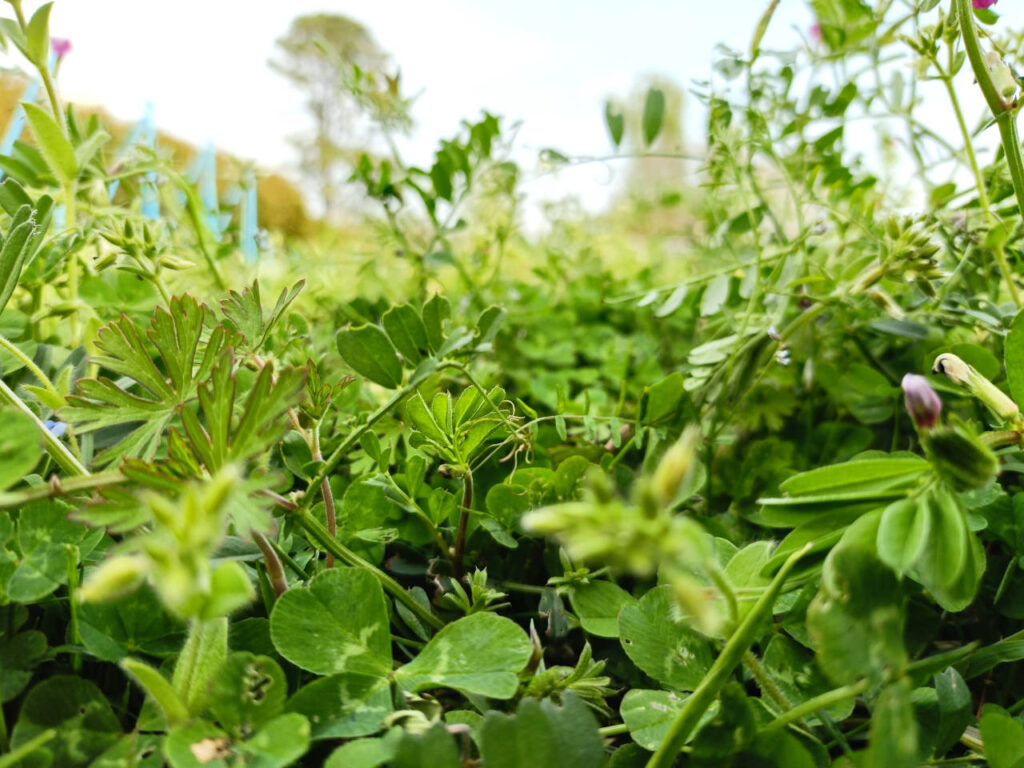 fr4000_Mowing with a robot_01