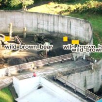 Drone bear detection_06_thumb_s